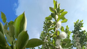 Бинго! Жаркое лето🔥🧶 Соловей-разбойник, пчелки, божья коровка, цветочки🌼🐝🐞
