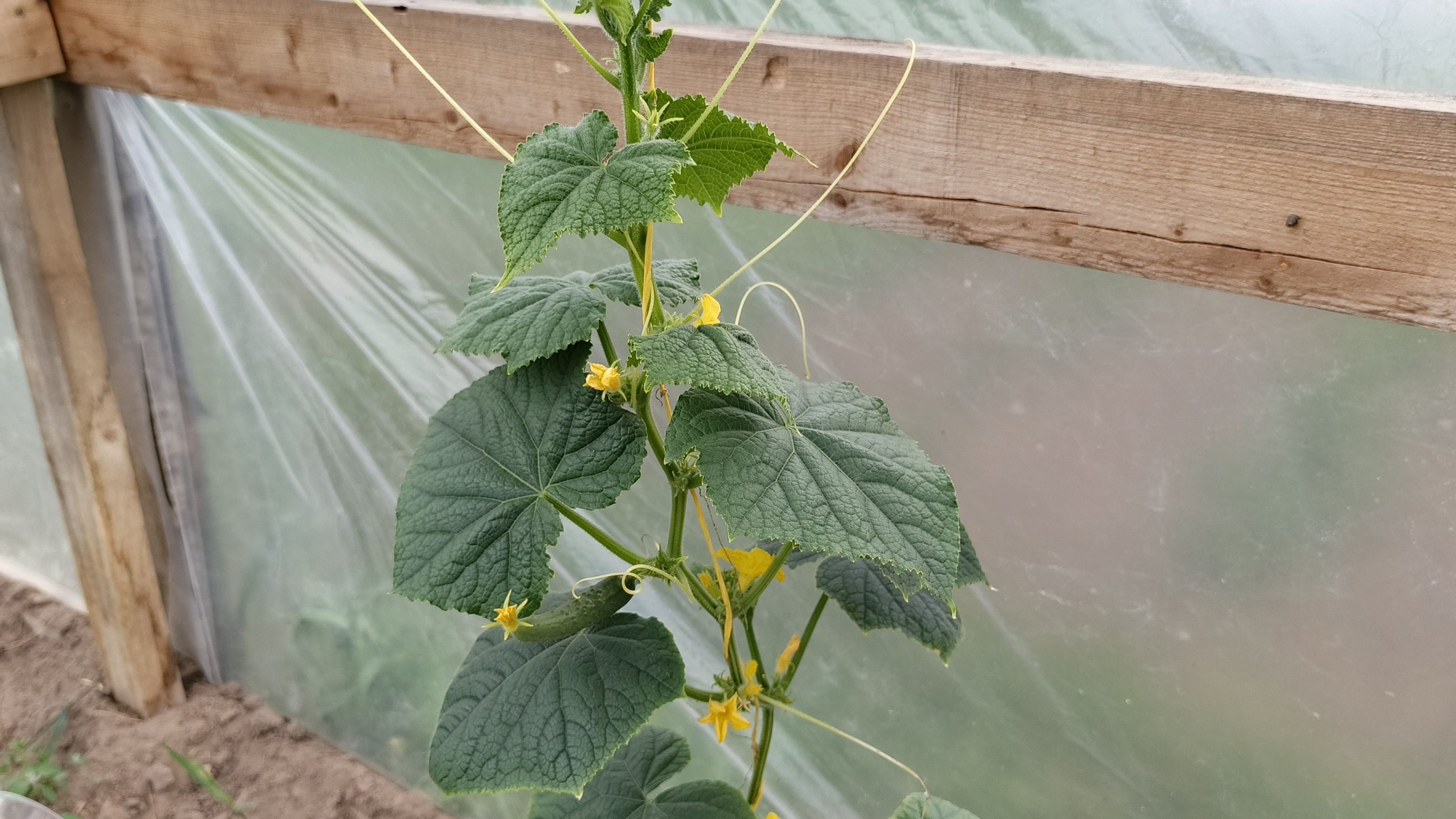 15.06.26 Дождались первый огурец!🥒 Нужно подкормить