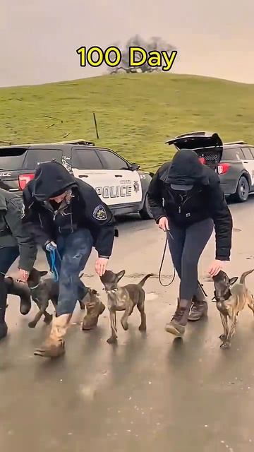 Взросление Малинуа - прекрасной бельгийской овчарки! 🐈⬛🐕🦺🐈
