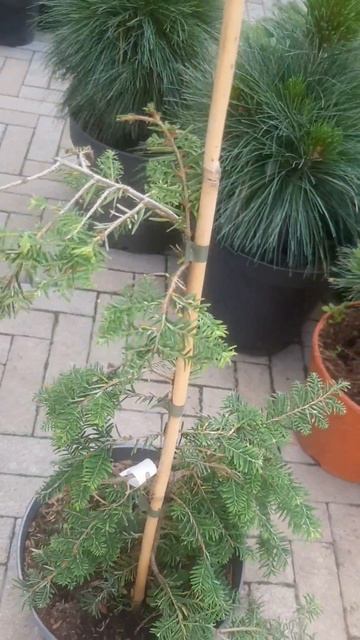 ❤🌲Тсуга Канадская Пендула 
✔Продажа растений в макс и телеграм канале: Https://t.me/love_is_hvoiny_d