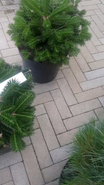 ❤🌲Пихта Нордмана Саерлинг
✔Продажа растений в макс и телеграм канале: Https://t.me/love_is_hvoiny_dv