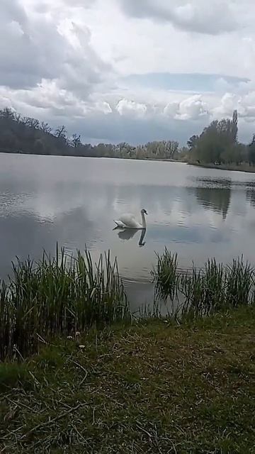 Белый лебедь на пруду♥️