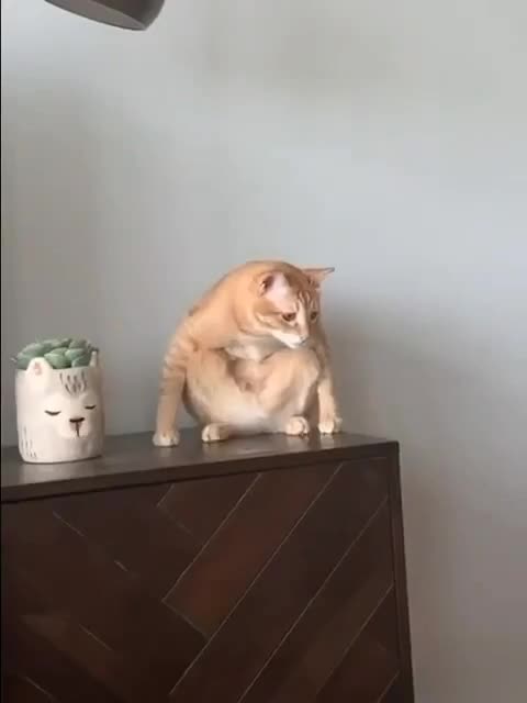 #видео #животные #Милые