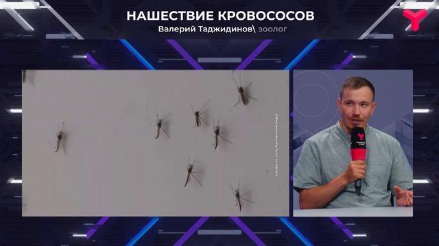 Опасность от гнуса смотреть онлайн