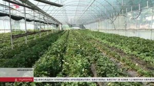 Фермер Михайловскæйæ æртæ азы парахат кæны æрыскъæф æмæ йæ фæлтæрддзинадæй хай кæны социалон хызты
