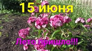Летнее тепло пришло в середине июня