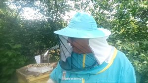 подсадка неплодных пчеломаток. формирование отводков.