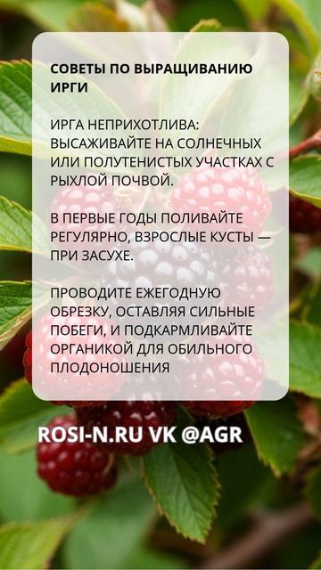 Советы по выращиванию ирги