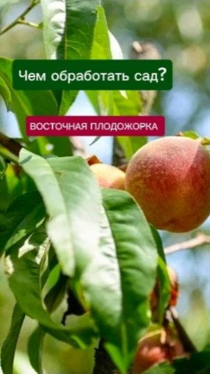 Обработка сада от вредителей. Восточная плодожорка