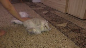 Кот Бастиан на погладушках