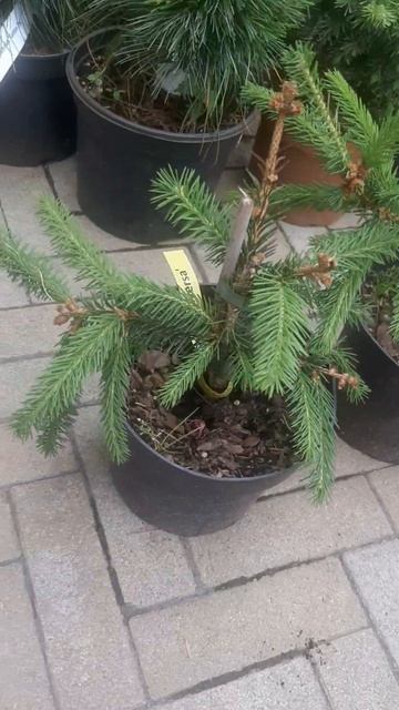 ❤🌲Ель Инверса
✔Продажа растений в макс и телеграм канале: Https://t.me/love_is_hvoiny_dvorik
🚛🪴Отпра