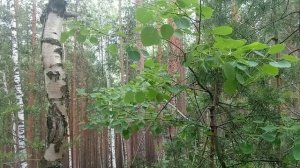 Звуки природы. Релакс. Воздух 1