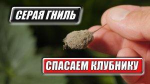 Споры в воздухе: спасаем клубнику от серой гнили