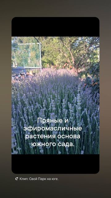 Пряные и эфирные растения #Shorts
