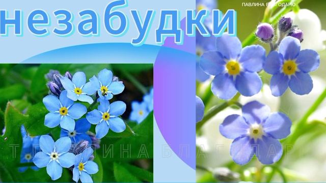 Незабудки.Предчувствие любви.
Незабудочка моя
