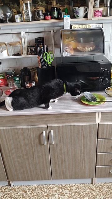 Кошка, испугалась половника?