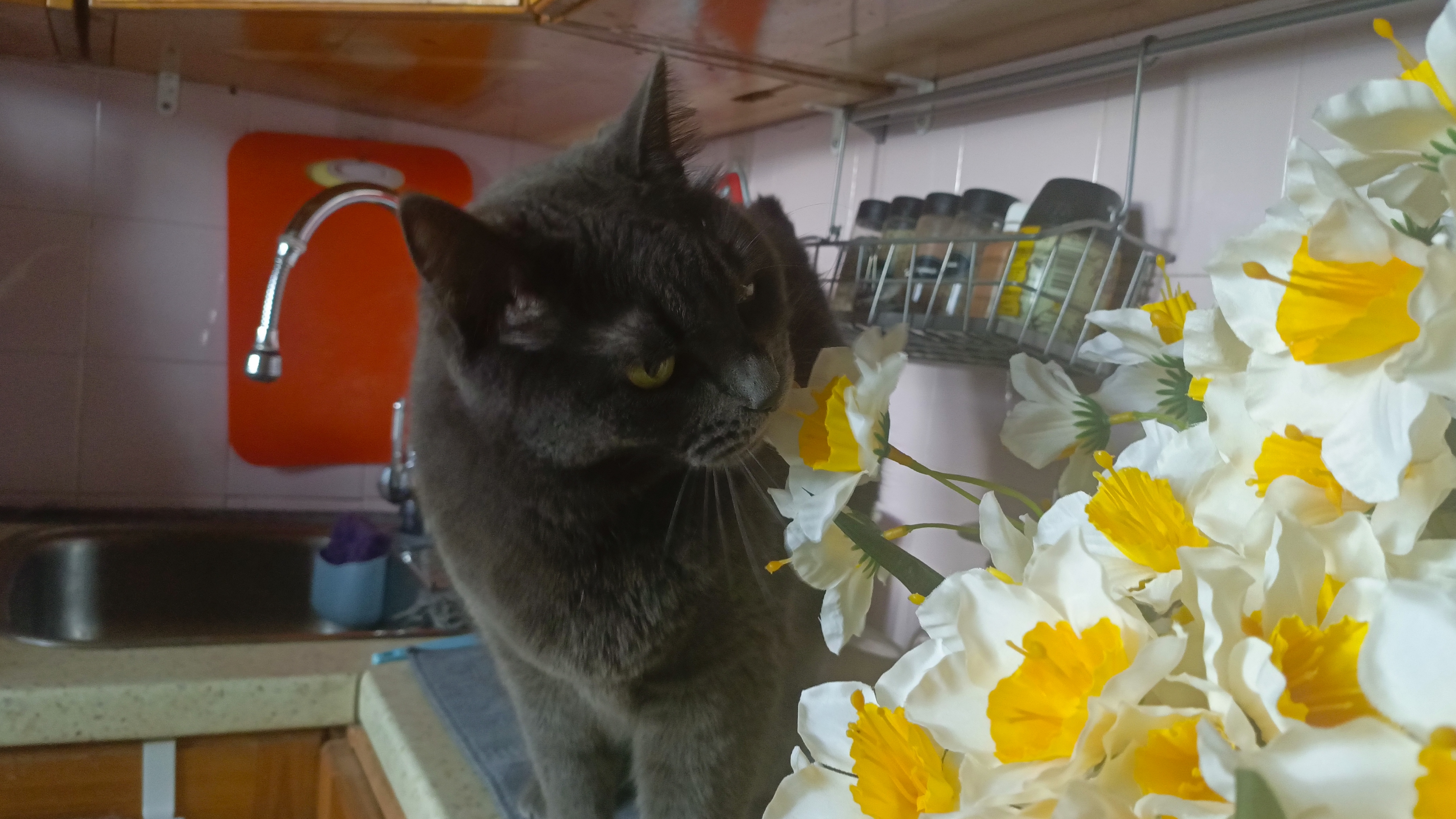 Котики блогеры и кошачья семья. смотреть онлайн