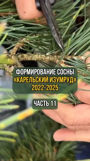 Формирование сосны «Карельский изумруд» 2022-2025 гг.  Часть 11