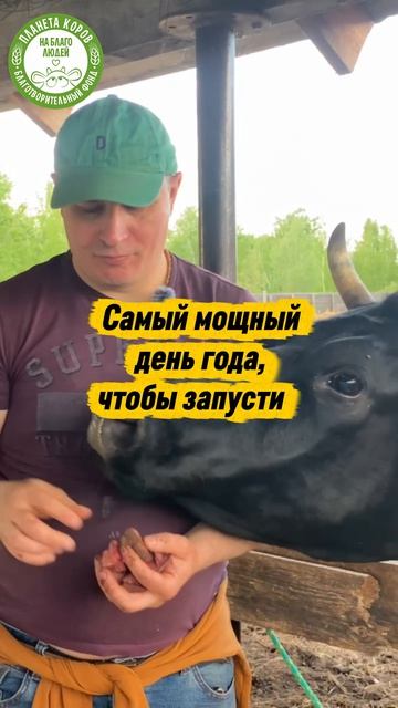 Кормление коров 15 июня в 15:00 мск в День трёх благословений!