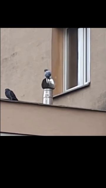 Сегодня в белом танце кружимсяяяя