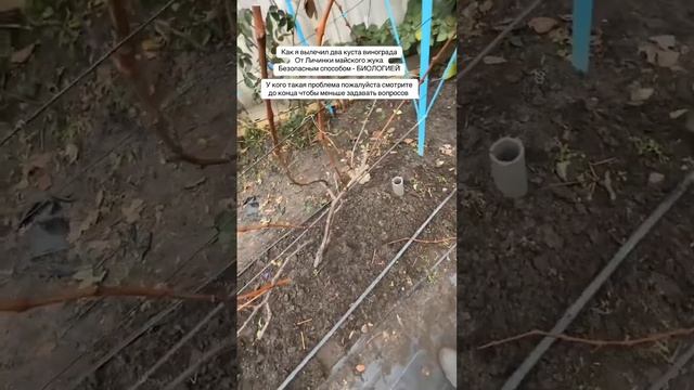 Избавляемся от личинки майского жука.