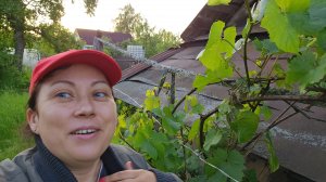 15-06-2026 Посадили огурцы // Ремонт не удался.