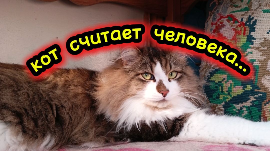Вы знали что коты считают вас...