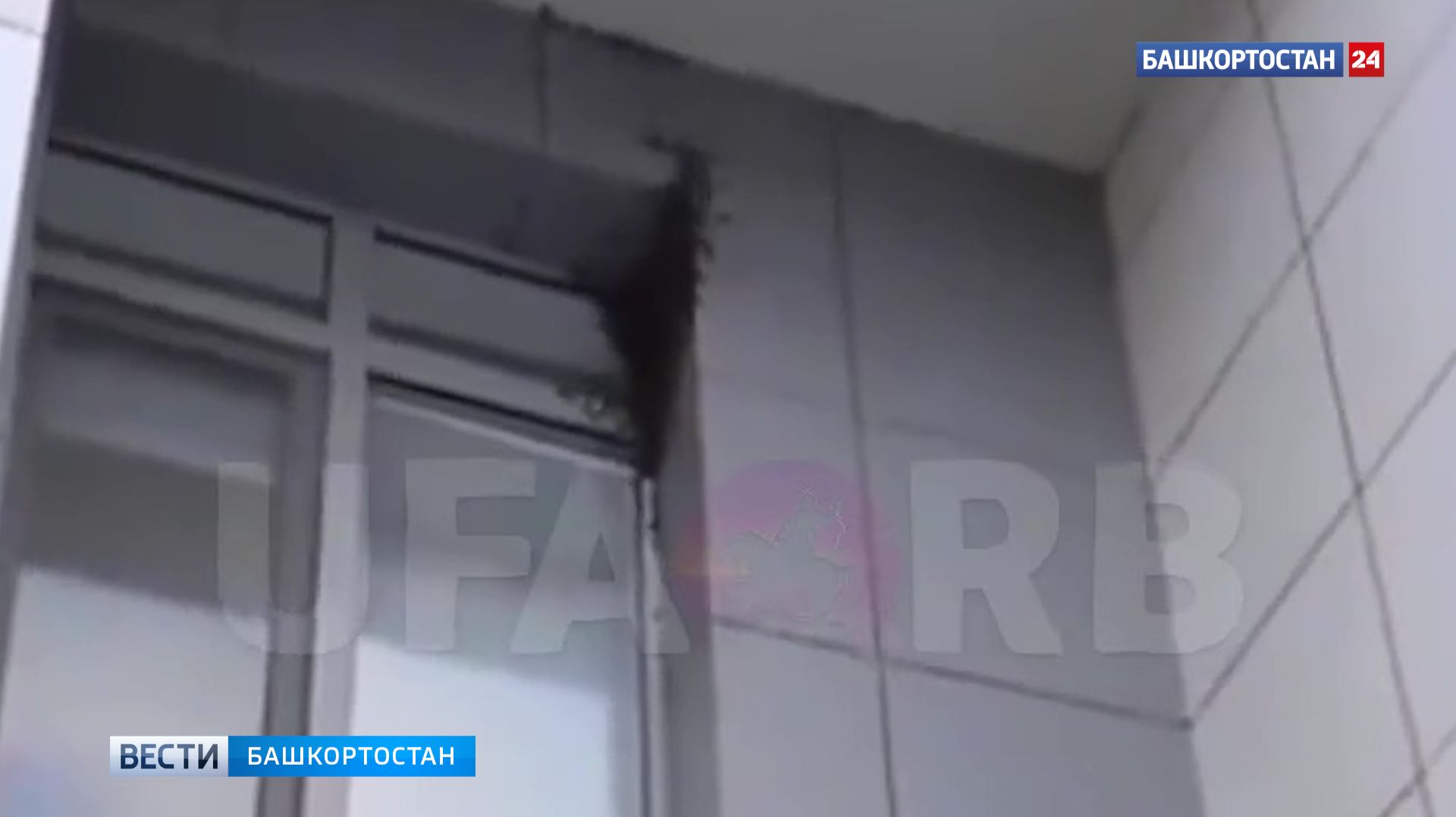 Пчелы вновь облюбовали фасад многоэтажки в Уфе