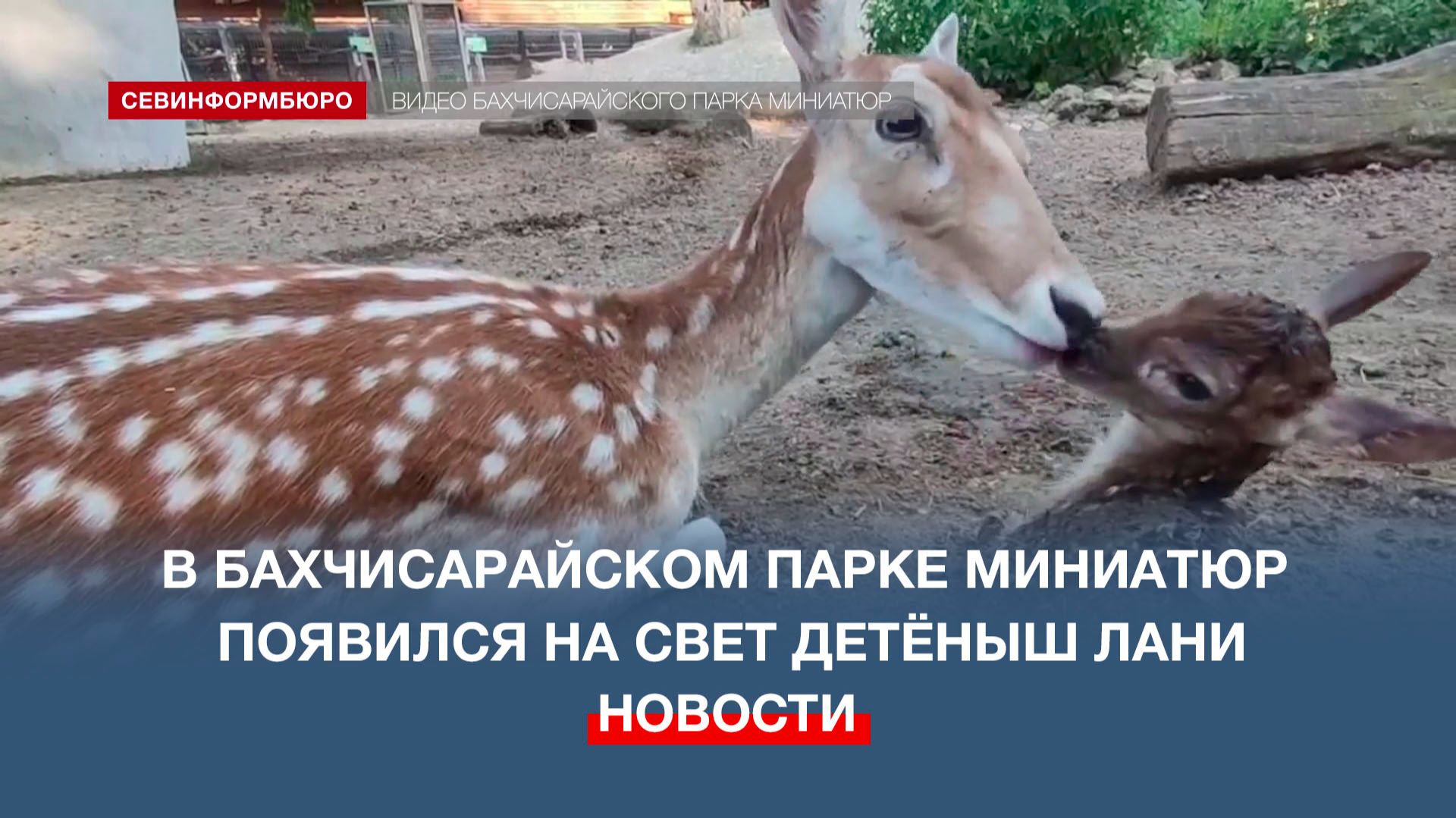 Накануне Дня России в Бахчисарайском парке миниатюр появился на свет детёныш лани