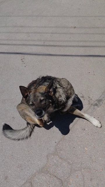 собака