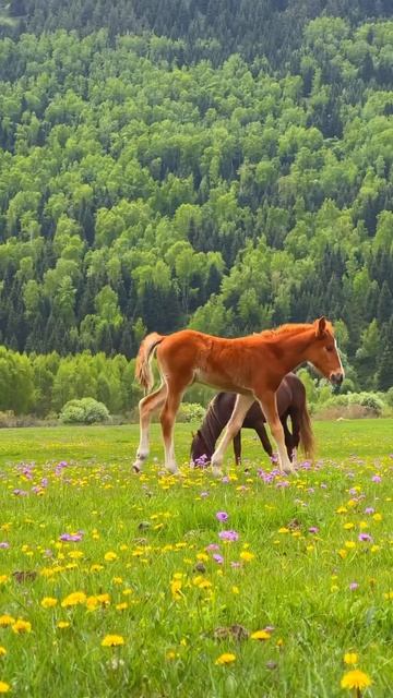 Кыргызстан 😍🐎🏔️🇰🇬