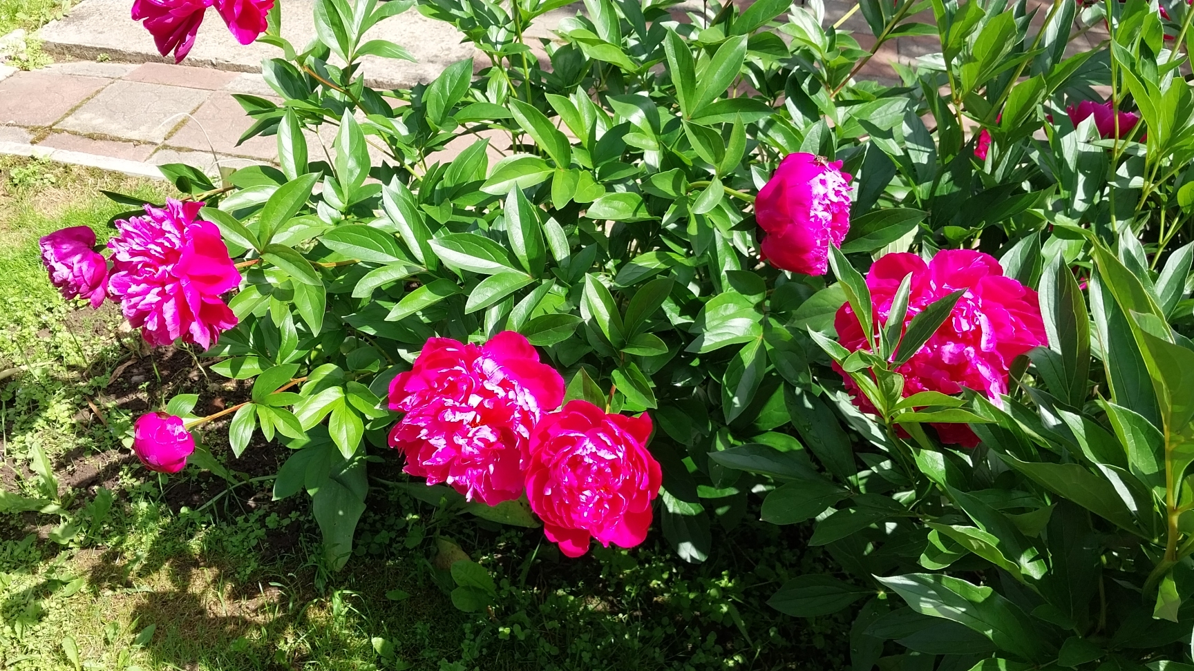 15-06-2026 Мои пионы🌸🌸🌸