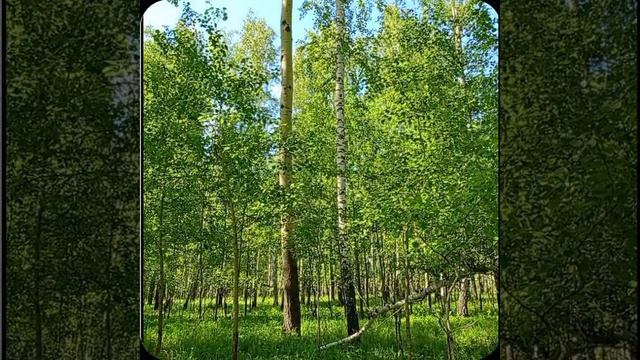 Лесная прогулка