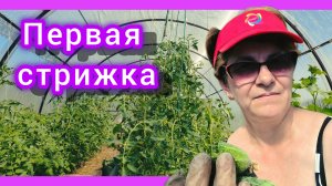 Обрезка листьев на томатах🍅🍅🍅