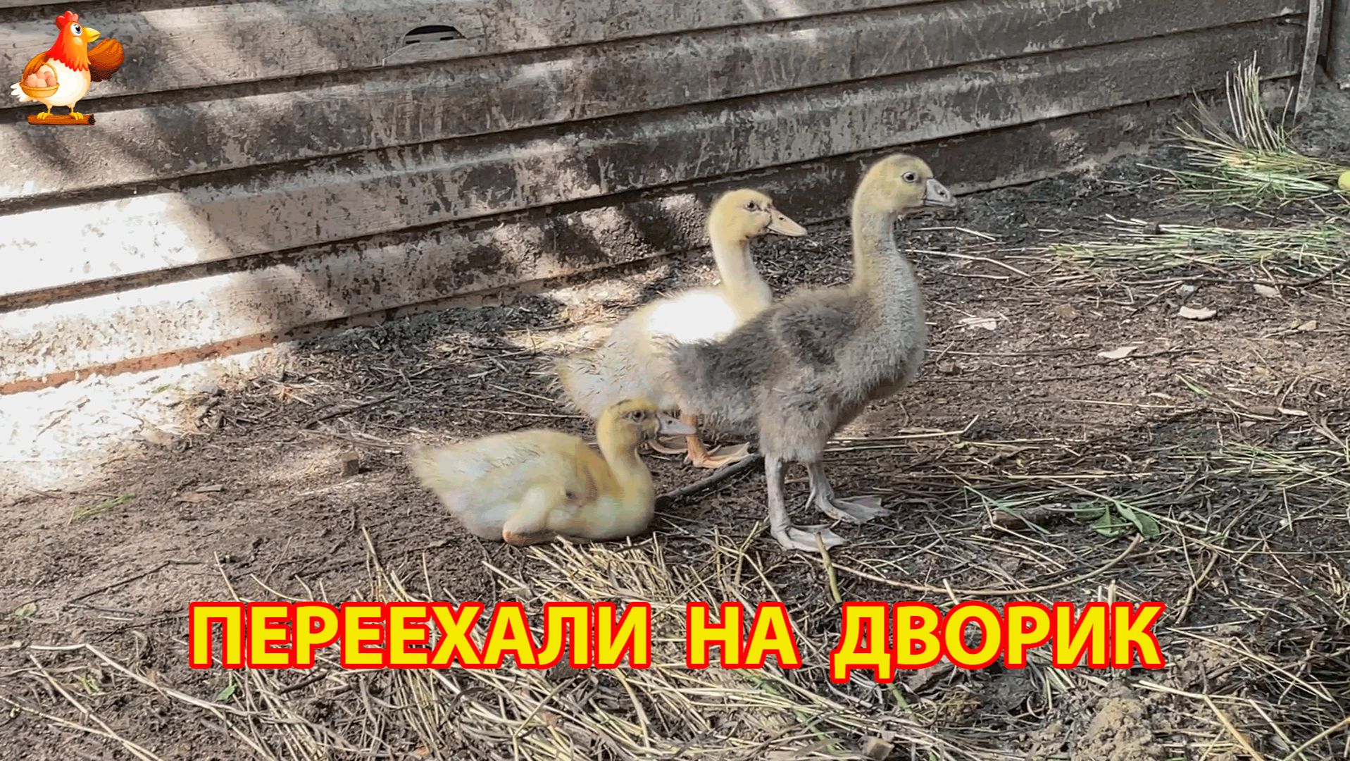 Гусёнок и два утёнка переехали на страусиный дворик, как только пришло тепло