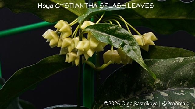 Hoya CYSTIANTHA SPLASH LEAVES  TL