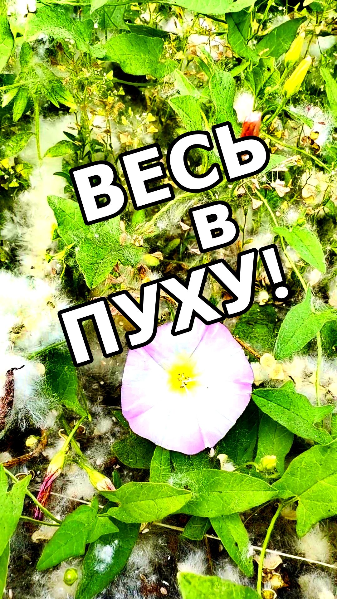 ТОПОЛИНЫЙ ПУХ