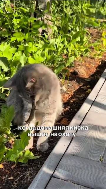 Домашний