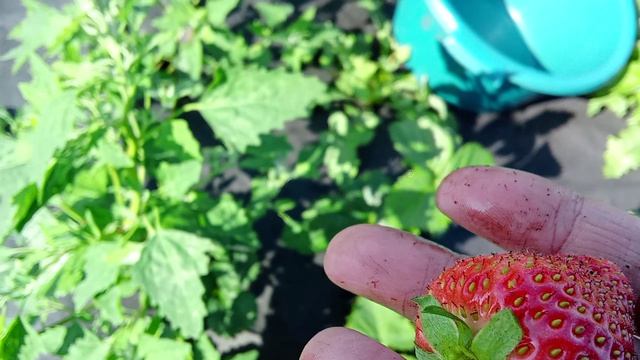 15.06.26 Сорт Клубники Сирия