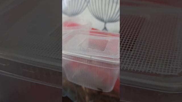 Азиатский богомол