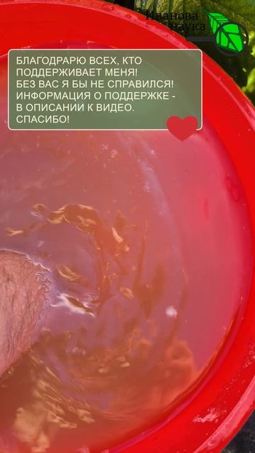 🍓 Клубника БОЛЬШЕ НЕ СГНИЕТ! Секрет урожая в дождь и холод! Как я спасаю ягоды от гнили на грядках.