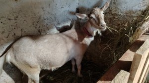 15-06-2026 Чем я кормлю козлика / сломалась ветка, пойдёт в дело / начались заготовки.