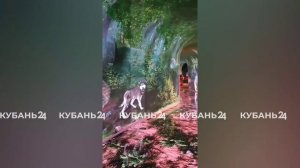 Из леса в саванну: в «Кроличьей норе» парка «Краснодар» обновили пейзажи