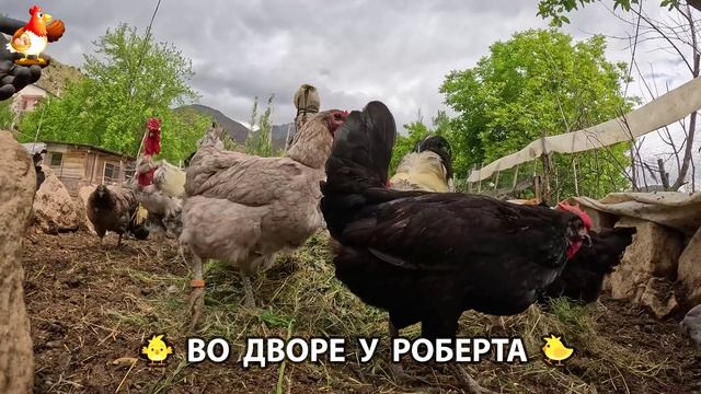 Содержание кур в домашних условиях и других птиц во дворе у Роберта  524