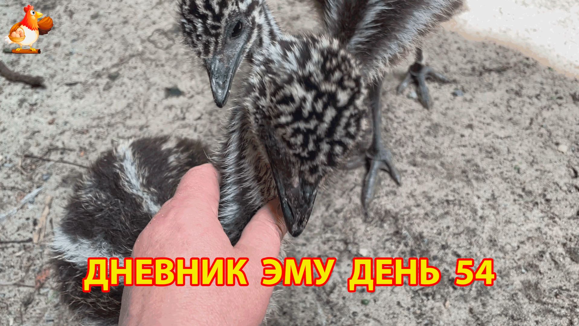 Дневник страусят Эму день 54