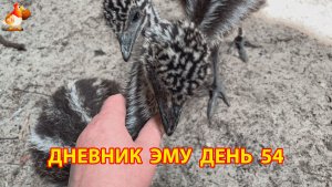 Дневник страусят Эму день 54