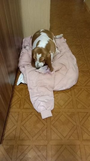 Бассет: НАБРАСЫВАТЬСЯ на еду, словно голодная, МОВЕТОН!!!