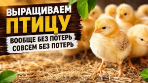 Бройлеры, которые растут до 5 килограмм на корме с пробиотиком Ветоспорин