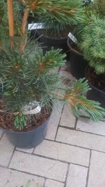 ❤🌲Сосна Блауэр Энжел 
✔Продажа растений в макс и телеграм канале: Https://t.me/love_is_hvoiny_dvorik