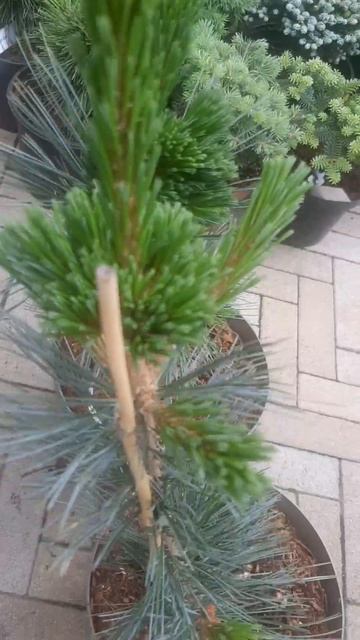 ❤🌲Сосна гибкая Вандервульф Пирамид
✔Продажа растений в макс и телеграм канале: Https://t.me/love_is_
